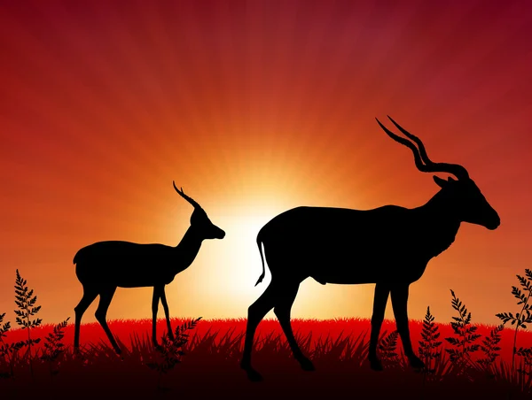 Deer ib Sunset Background — Stock Vector