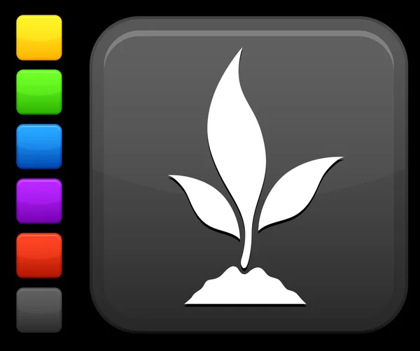 Ikona młodych roślin na placu internet przycisk — Wektor stockowy