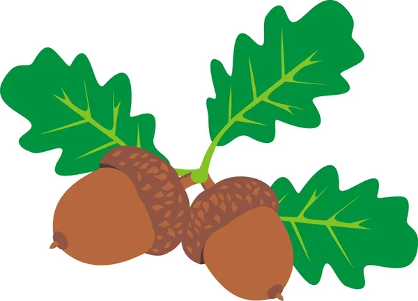 Ripe acorns — Stock Vector