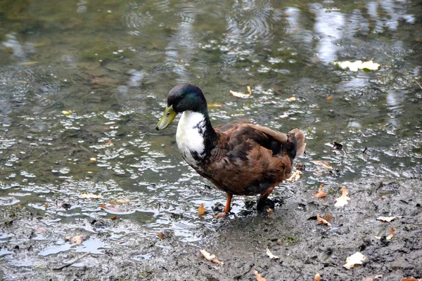 Wild duck — Stockfoto