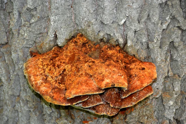 在一棵树上蘑菇 — 图库照片