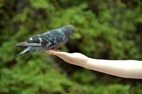 Pigeon on a hand — Stock Photo, Image
