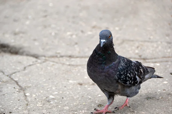 City pigeon — Stock Photo, Image