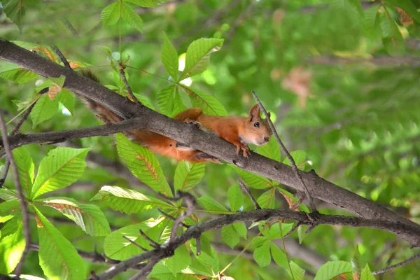 Ο σκίουρος πάνω σε ένα δέντρο — Φωτογραφία Αρχείου