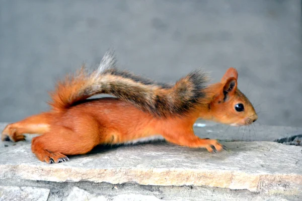The red squirrel — Stock Photo, Image