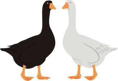 House geese clipart