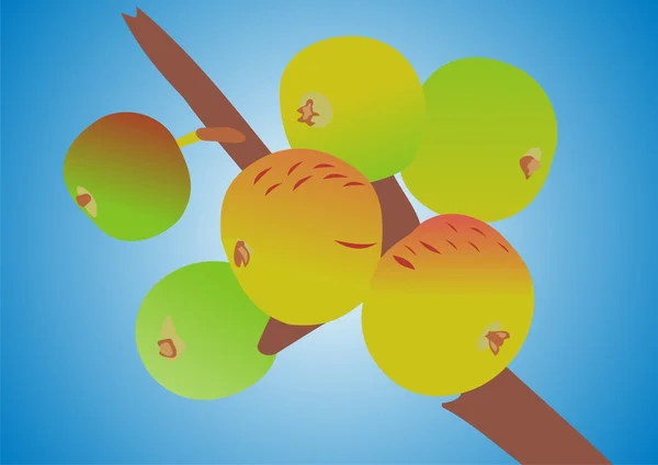 Appels op een boom — Stockvector