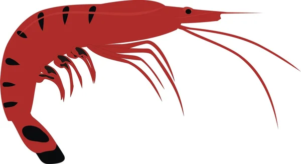 The big shrimp — Stock Vector