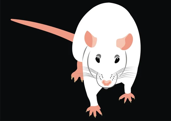 O rato branco — Vetor de Stock