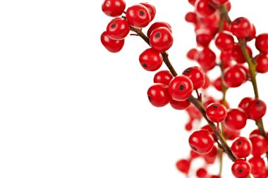 Red Christmas berries clipart