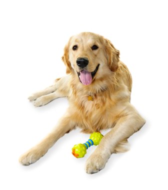 Golden retriever dog clipart