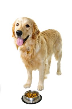 Golden retriever dog with food dish clipart