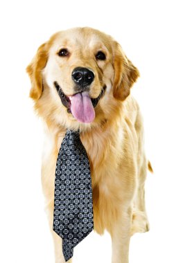 Golden retriever dog wearing a tie clipart