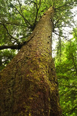 Tall hemlock tree trunk in temperate rainforest clipart