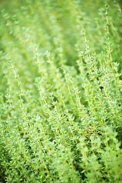 백 리 향 식물 — 스톡 사진