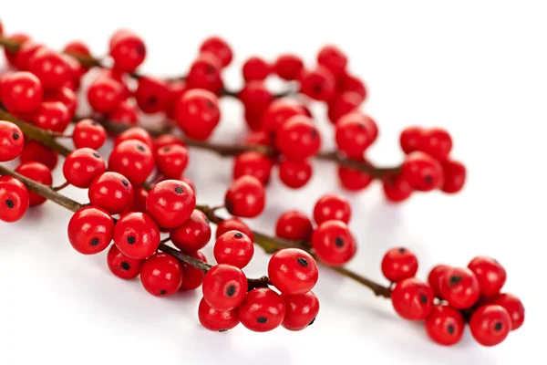 Red Christmas berries — Stock Photo, Image