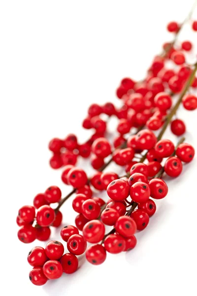 赤いクリスマスベリー — ストック写真