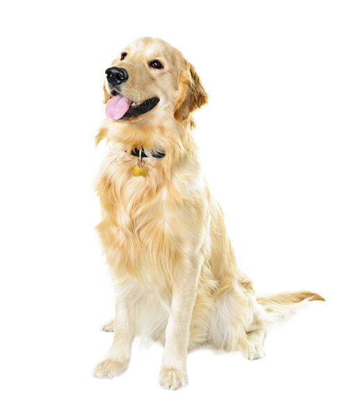 Golden retriever dog