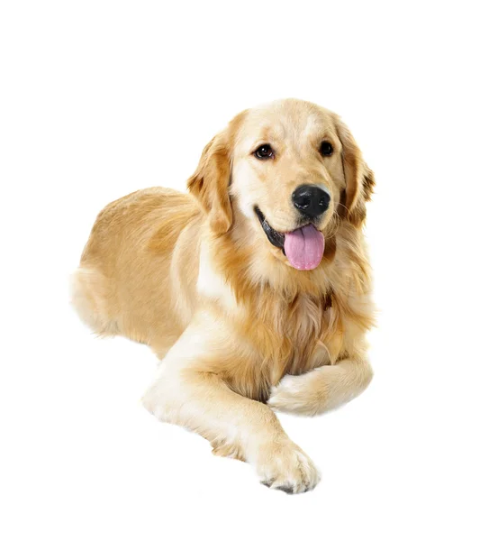 Golden retriever perro — Foto de Stock