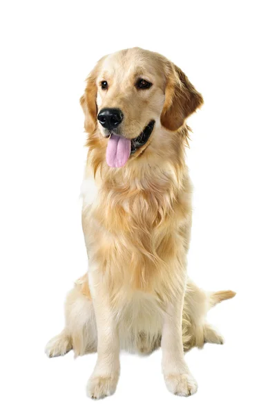 ゴールデンレトリバー犬 — ストック写真