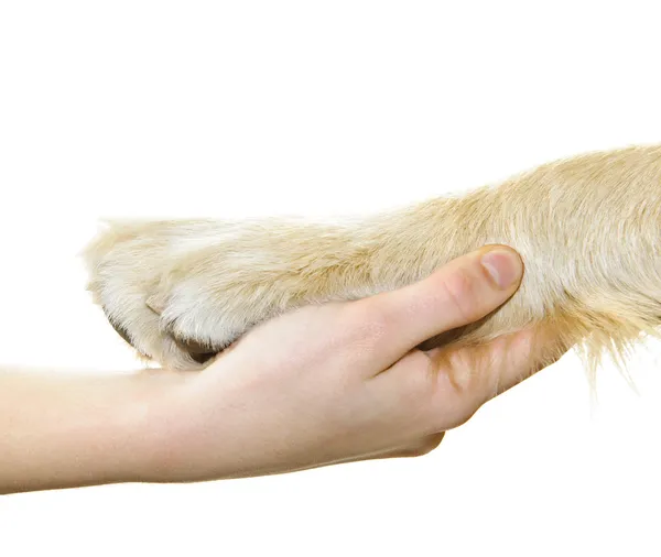 Mão humana segurando a pata do cão — Fotografia de Stock