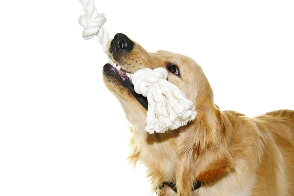 Zlatý retrívr pes kousání lano hračka — Stock fotografie