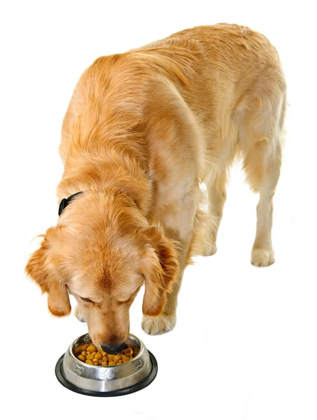Golden retriever eating dog food — Stock Photo, Image