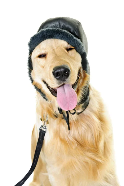 Golden retriever cão usando chapéu de inverno — Fotografia de Stock