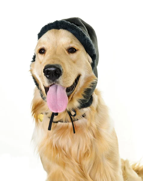 Golden retriever dog wearing winter hat — Stock Photo, Image