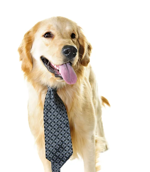 Golden retriever dog wearing a tie — Stock Photo, Image