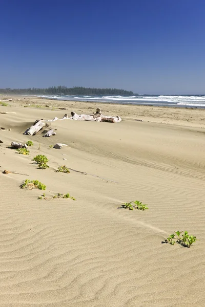 Piaszczysta plaża na Pacyfiku w Kanada — Zdjęcie stockowe