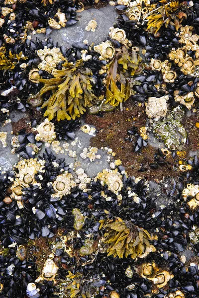 ムール貝と干潮時フジツボ — ストック写真