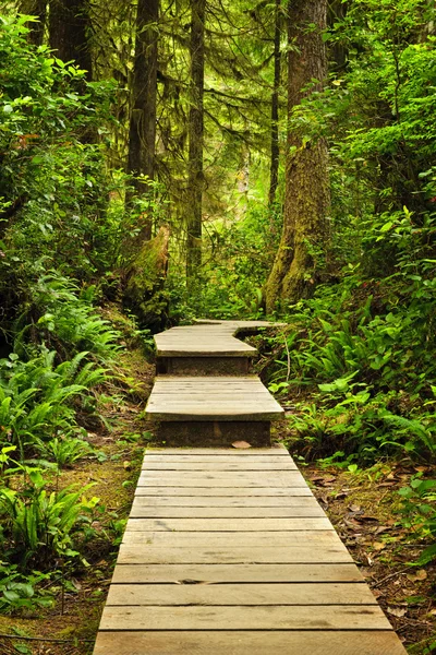 Cesta v deštné pralesy mírného pásu — Stock fotografie