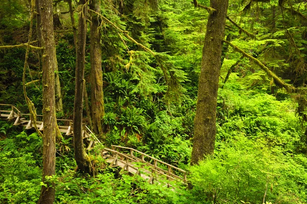 Pfad im gemäßigten Regenwald — Stockfoto