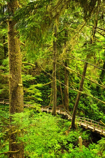 Pad in gematigde regenwoud — Stockfoto