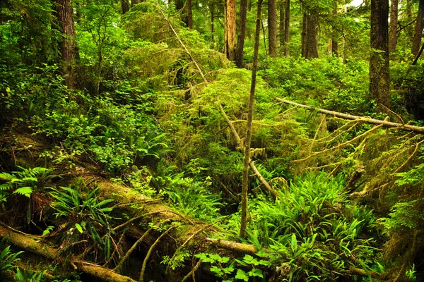 Weelderige gematigde regenwoud — Stockfoto