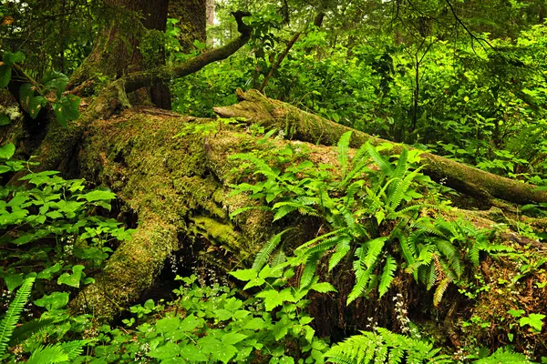 Bosque lluvioso templado exuberante — Foto de Stock