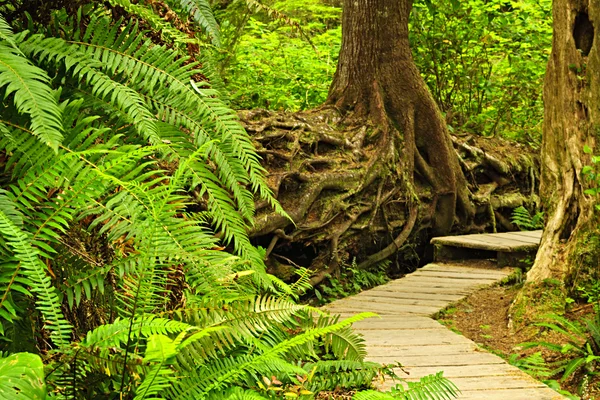 Cesta v deštné pralesy mírného pásu — Stock fotografie