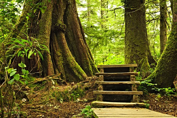 Path in temperate rainforest — Stock Photo, Image