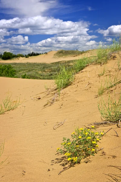 Пустельний ландшафт на Манітоба, Канада — стокове фото