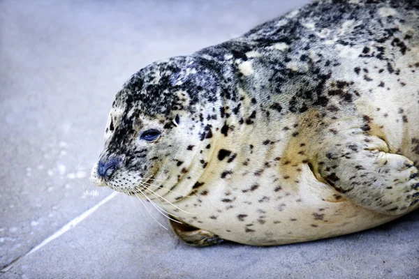 Harbor Seal — Stock Photo, Image