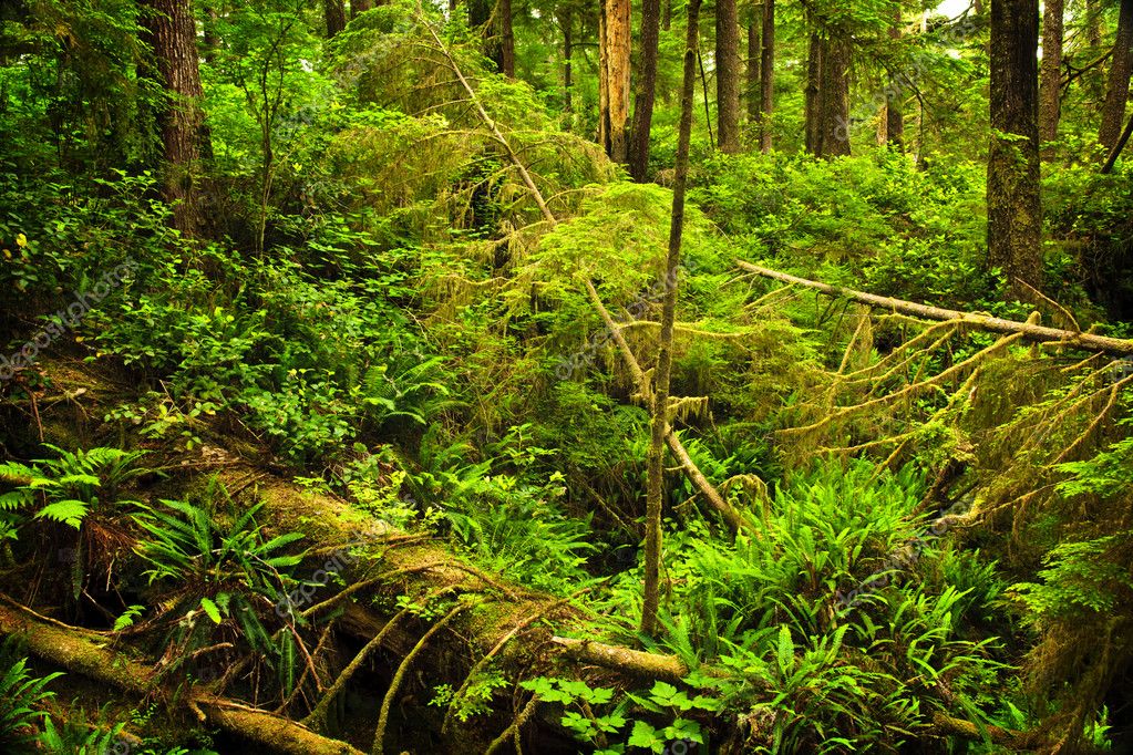 Lush temperate rainforest — Stock Photo © elenathewise #6649059