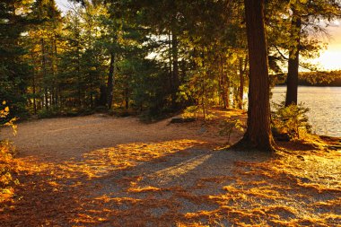 Autumn trees near lake clipart