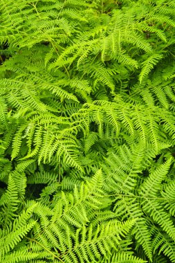 Fern background clipart