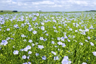 Blooming flax field clipart