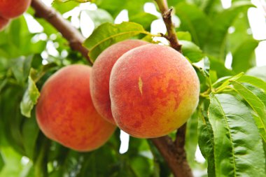 Peaches on tree clipart