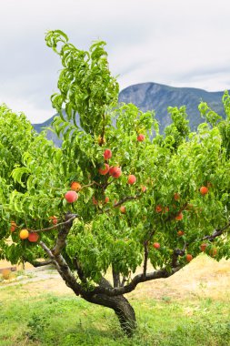 Peaches on tree clipart