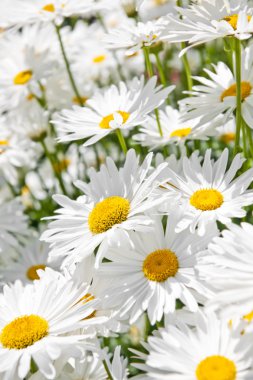 Daisies in garden clipart