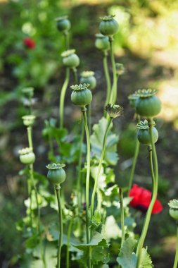 Poppy plants in garden clipart
