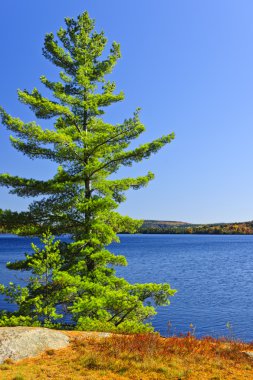 Pine tree at lake shore clipart